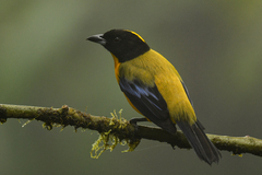 Anisognathus notabilis