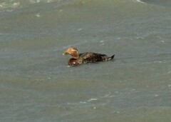 Tachyeres patachonicus