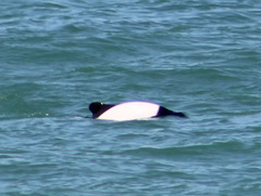 Cephalorhynchus commersonii