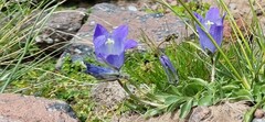 Campanula tridentata biebersteiniana