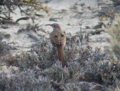 Upucerthia dumetaria
