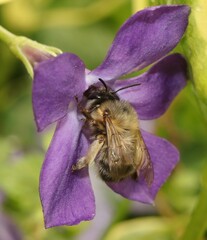 Anthophora plumipes