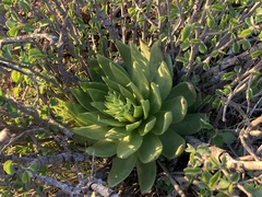 Dudleya brittonii