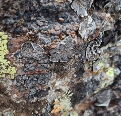 Umbilicaria cylindrica