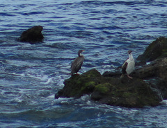 Poikilocarbo gaimardi