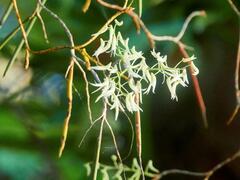 Dendrobium teretifolium