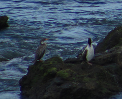 Poikilocarbo gaimardi