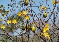 Cochlospermum
