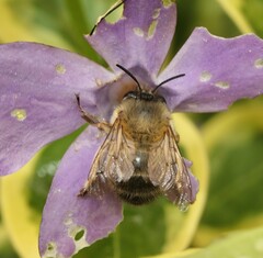 Anthophora plumipes