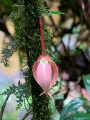 Goniothalamus roseus