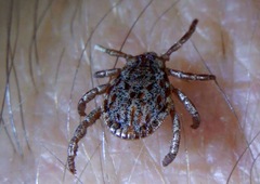 Dermacentor occidentalis