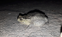 Rhinella dorbignyi