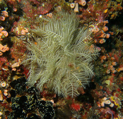 Macrorhynchia phoenicea