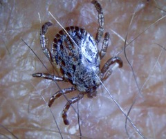 Dermacentor occidentalis