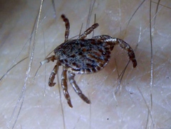 Dermacentor occidentalis