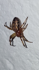 Alpaida veniliae