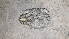 Rhinella dorbignyi