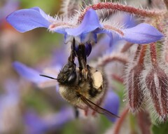 Anthophora plumipes