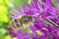 Anthophora quadrimaculata