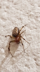 Alpaida veniliae