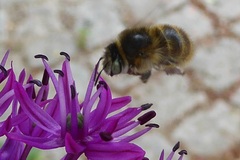 Anthophora quadrimaculata
