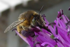 Anthophora quadrimaculata