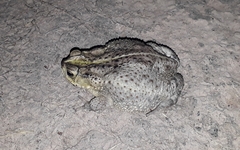 Rhinella dorbignyi