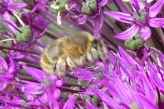 Anthophora quadrimaculata