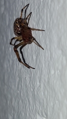 Alpaida veniliae