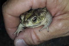 Rhinella dorbignyi