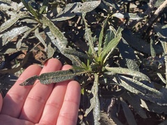 Eriodictyon trichocalyx