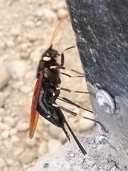 Urocerus californicus
