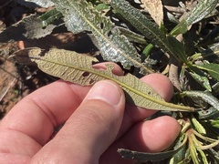 Eriodictyon trichocalyx