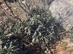 Eriodictyon trichocalyx