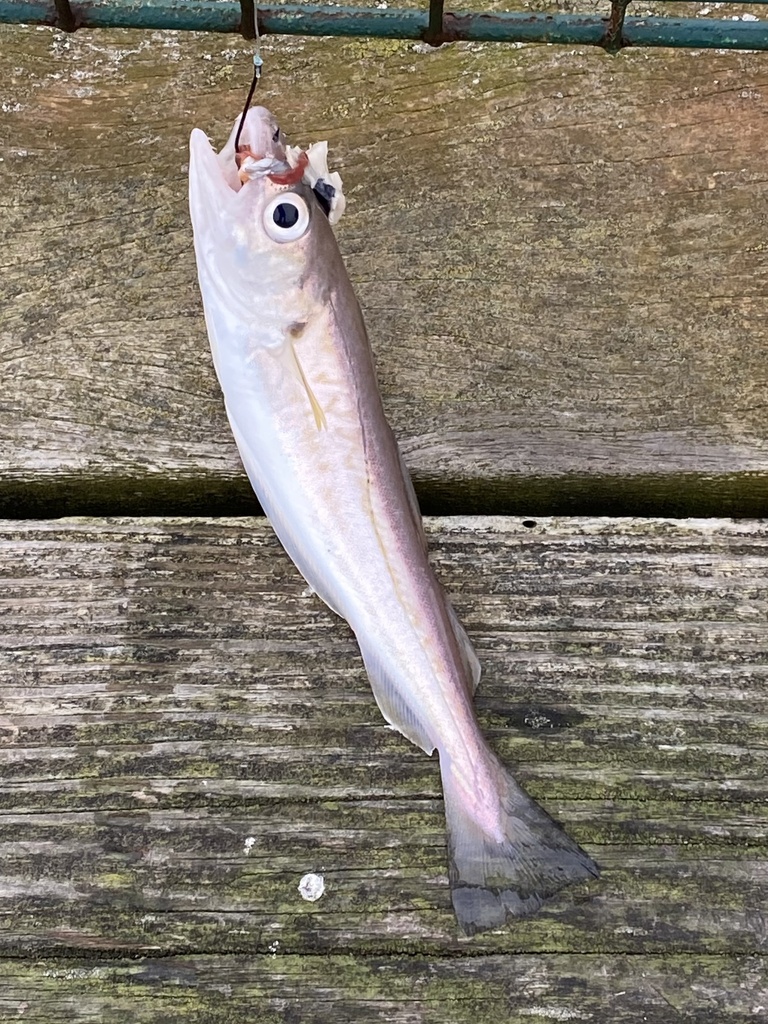 Foto de Merlan (Merlangius merlangus)