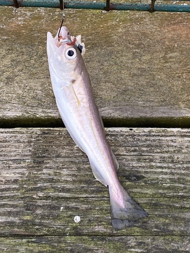Whiting (Merlangius merlangus) — Gadidae — 4