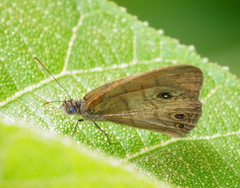 Hermeuptychia harmonia