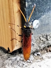 Urocerus californicus