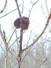 Aceria parapopuli