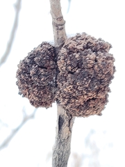Aceria parapopuli