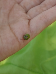 Misippus spinolae
