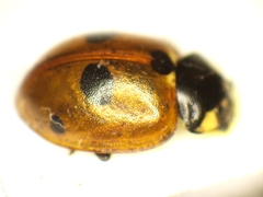 Coccinella quinquepunctata