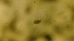Daphnia