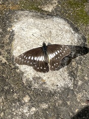 Catasticta flisa flisa