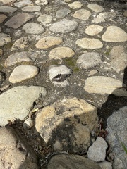 Catasticta flisa flisa