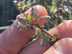 Ceanothus tomentosus