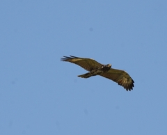 Buteogallus urubitinga