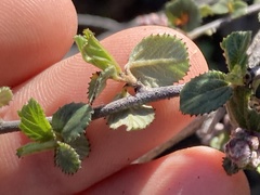 Ceanothus tomentosus