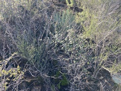 Ceanothus tomentosus