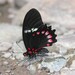Ilus Swallowtail - Photo (c) John Kemner, some rights reserved (CC BY-NC), uploaded by John Kemner
